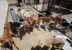 احداث پناهگاه ۶۰۰۰ متر مربعی برای سگ‌های بلاصاحب ملایر / شهروندان از غذادادن به سگ‌های بلاصاحب خودداری کنند