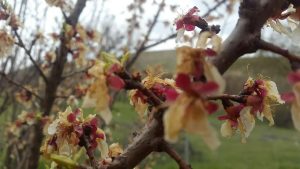خسارت ۴۳ میلیارد تومانی سرمازدگی بهاره به محصولات باغی و زراعی ملایر