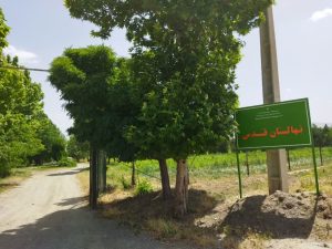 اجرای عملیات وجین در نهالستان قدس ملایر
