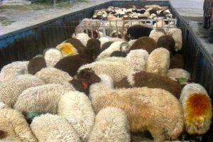 کشف احشام سرقتی و هروئین در ملایر