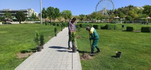توسعه فضای سبز ملایر با کاشت ۶۰۰۰ اصله درخت و درختچه