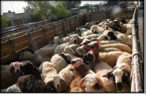 کشف محموله‌های مواد‌مخدر تریاک و احشام سرقتی توسط پلیس ملایر