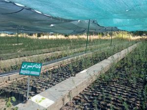 نهالستان قدس؛ پایلوت تولید نهال استان همدان/ گرمایش زمین باعث ایجاد بیماری‌های نوظهور شده است