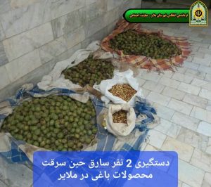 دستگیری سارقین محصولات باغی در ملایر