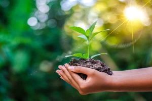 توسعه فضای سبز ملایر با کاشت ۱۶۰۰۰ اصله نهال