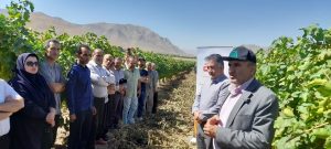 کارگاه آموزشی تخصصی مزرعه انگور در روستای ورچق برگزار شد