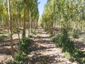 پیگیری طرح زراعت چوب در تصفیه‌ خانه‌ملایر؛ وضعیت مطلوب ۹۰ هزار اصله صنوبر