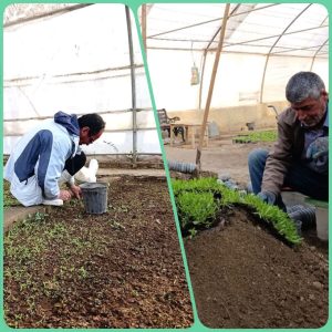 رئیس سازمان سیما، منظر و فضای سبز شهرداری: ملایر بیشترین فضای سبز غرب کشور را دارد/ کاشت ۸ میلیون نشا گل رز و بنفشه