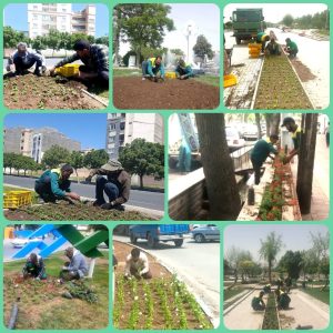 افزایش سرزندگی جهان‌شهر ملایر با کاشت بیش از ۸ میلیون نشاء گل‌